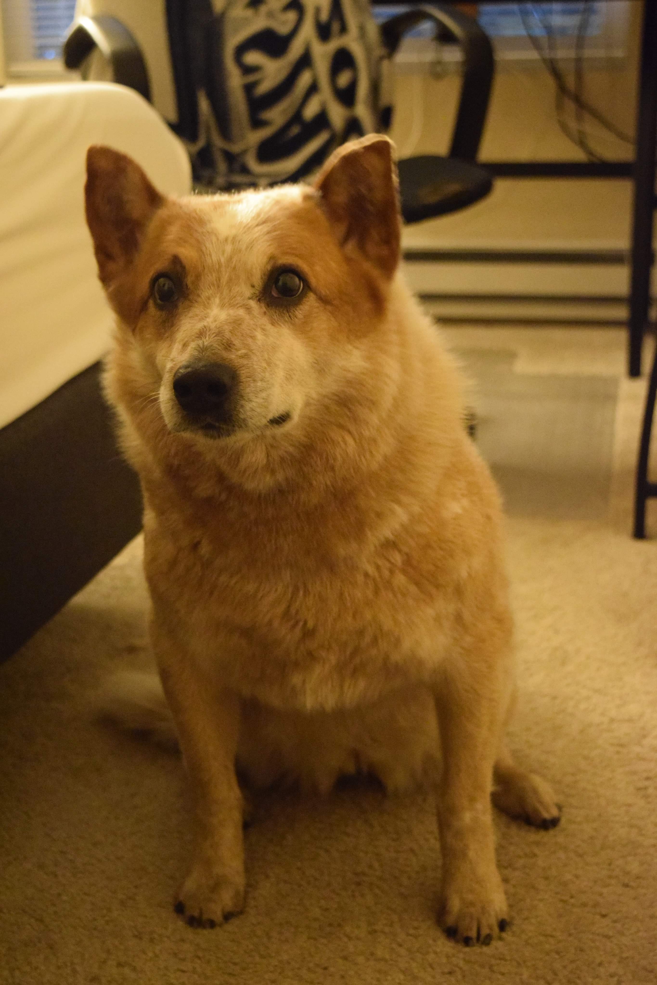 Bertha, the cattle dog.