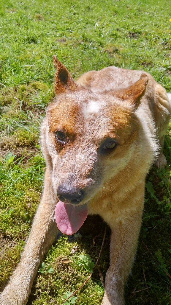 Bertha in the grass, closeup.