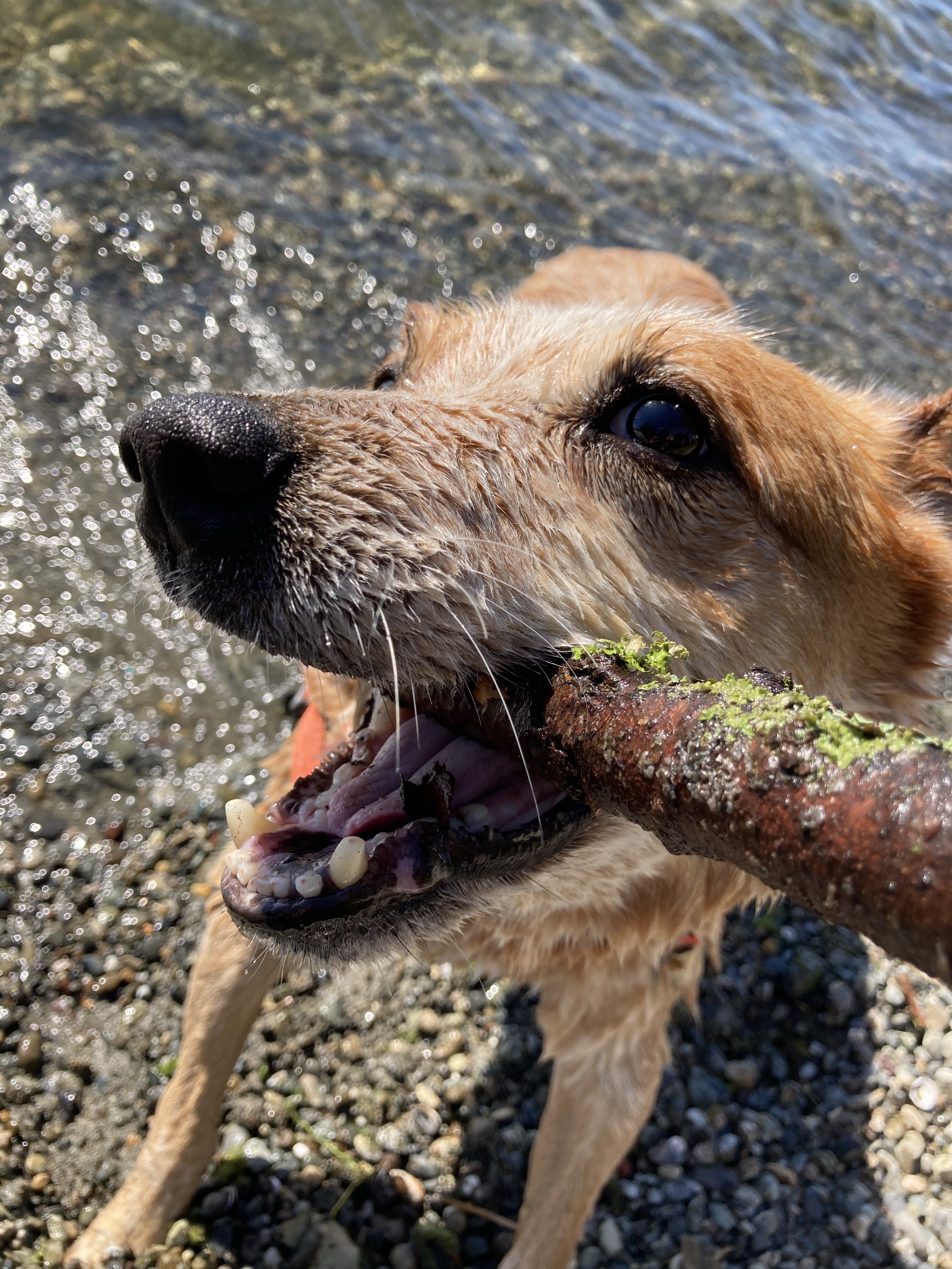 Bertha in the water with a stick.